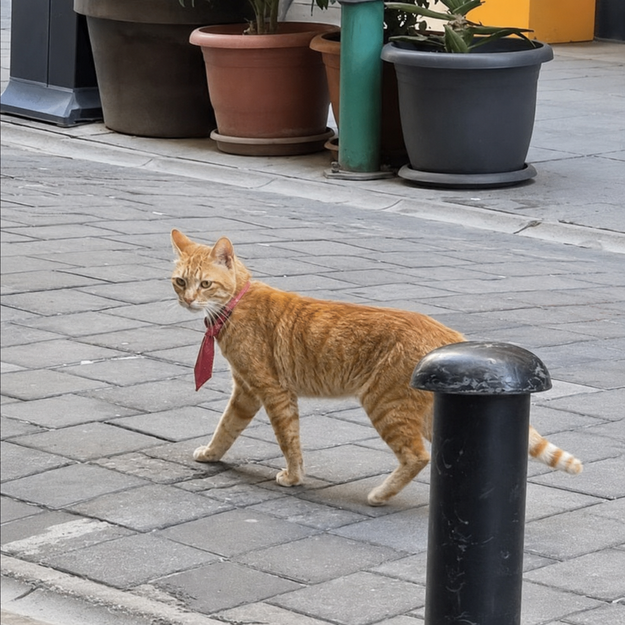 Kravatlı Cat walking past terracotta and gray flowerpots on gray interlocking pavement in the morning.
