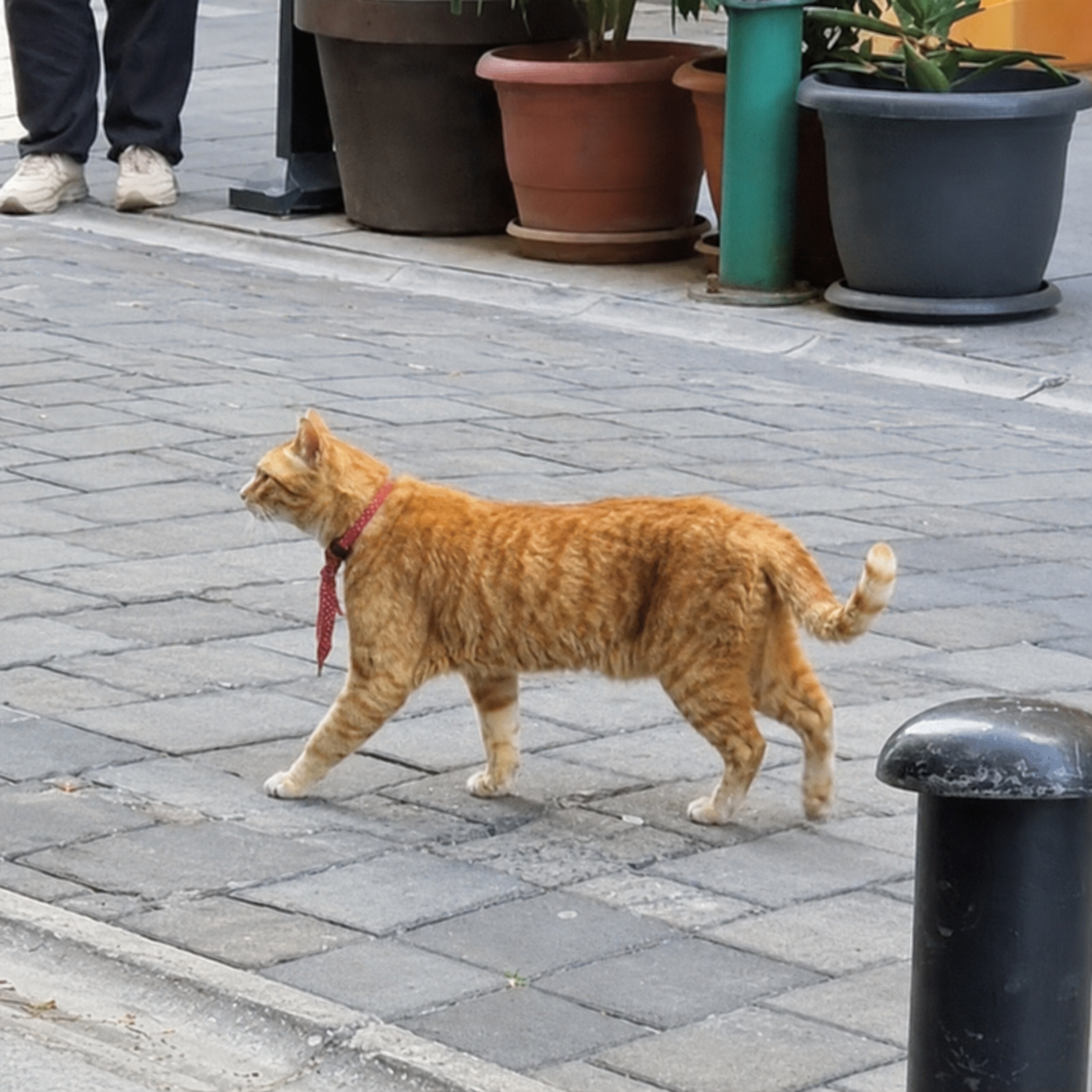 Kravatlı Cat strolling in profile with his red tie hanging down while a pedestrian stands nearby.