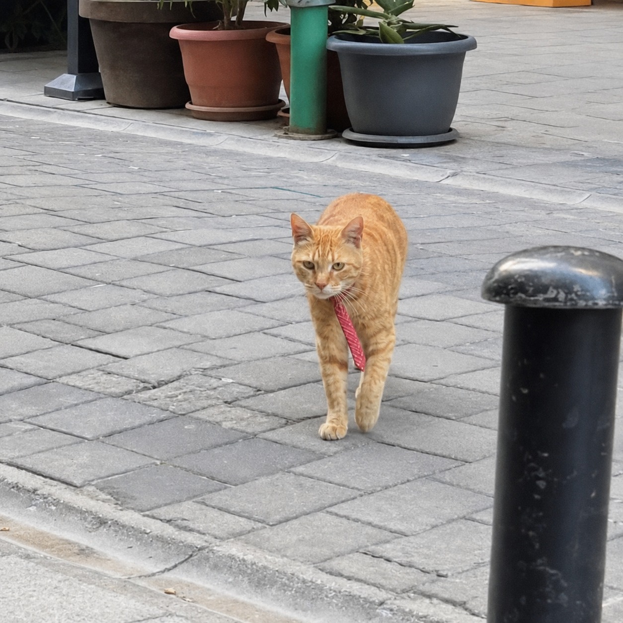 Kravatlı Cat walking straight toward the camera down the middle of the sidewalk, red tie swinging.