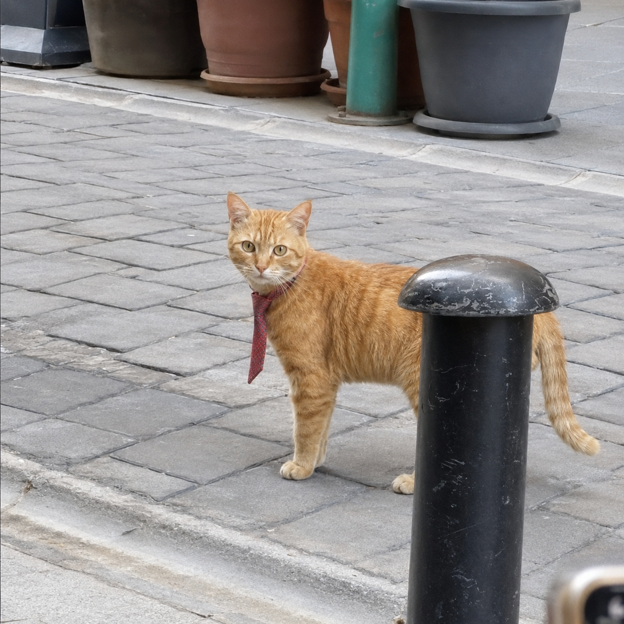 Close-up of Kravatlı Cat standing beside a black bollard, looking directly into the camera with his red tie on.