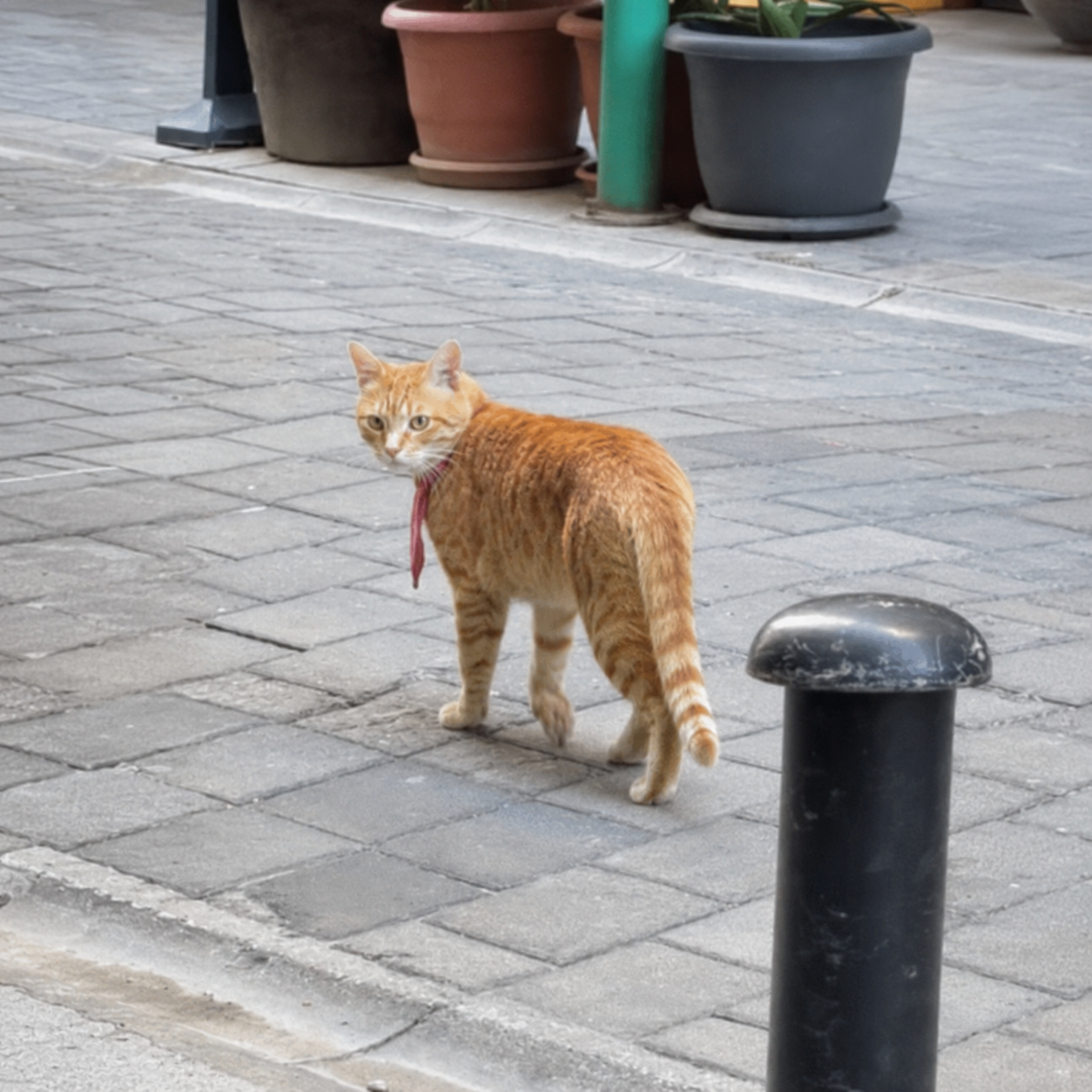 Kravatlı Cat glancing back over his shoulder beside a scratched black street bollard.